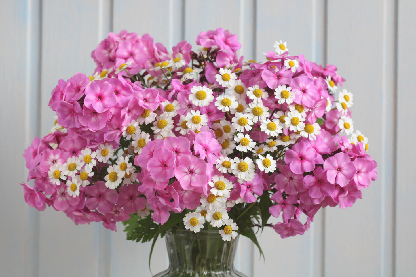Aloe Vera „Pflegeleicht“
